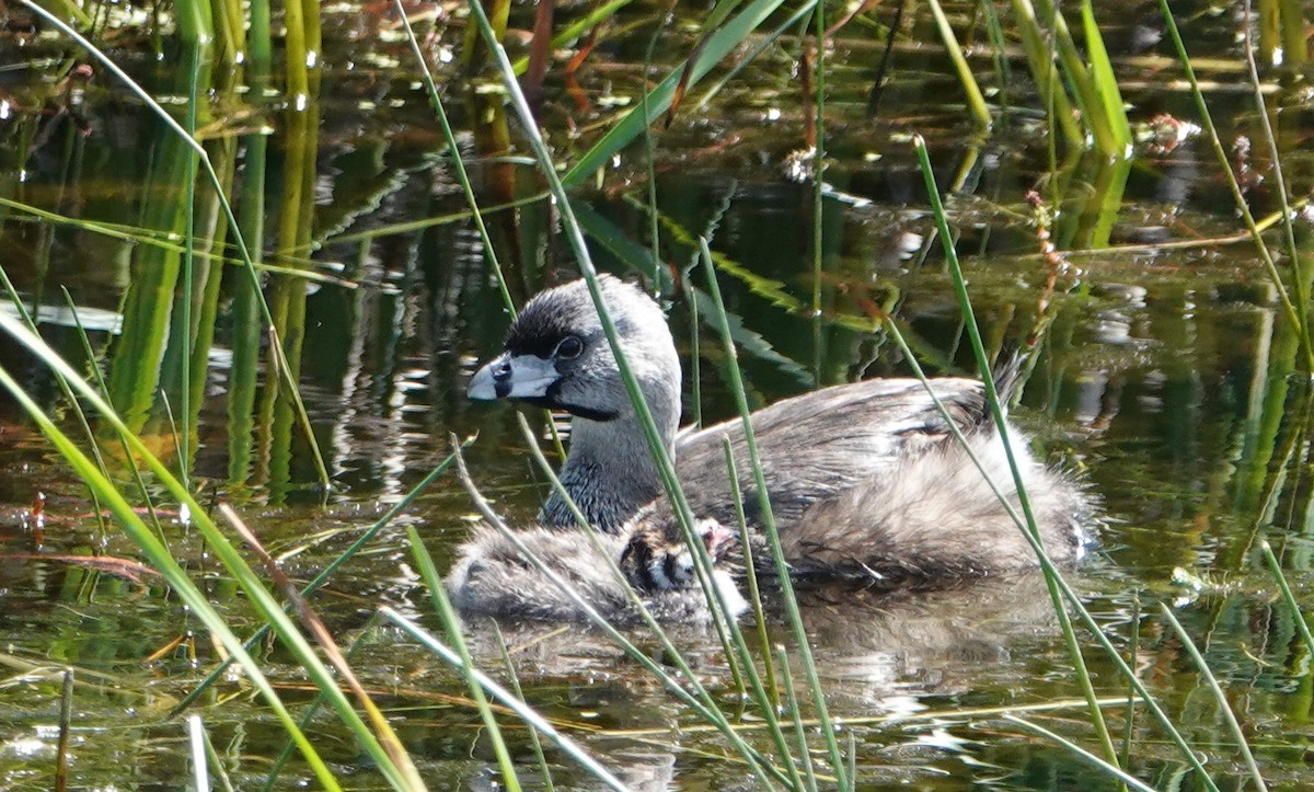 Pied-billed Grebe - ML620719752