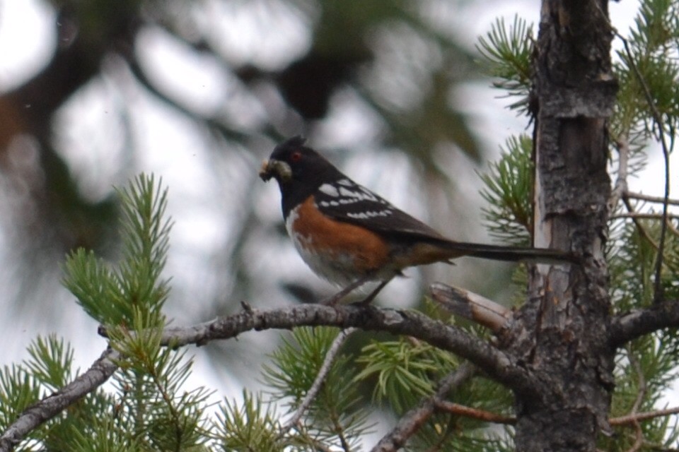 Spotted Towhee - ML620719753