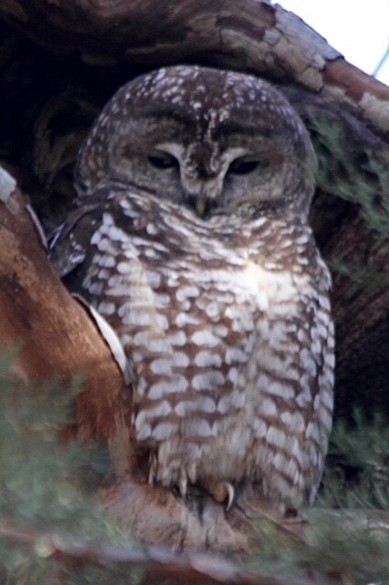Spotted Owl (Mexican) - ML620719754