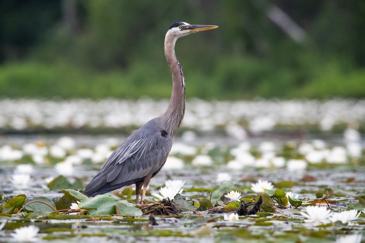 Great Blue Heron - ML620719755