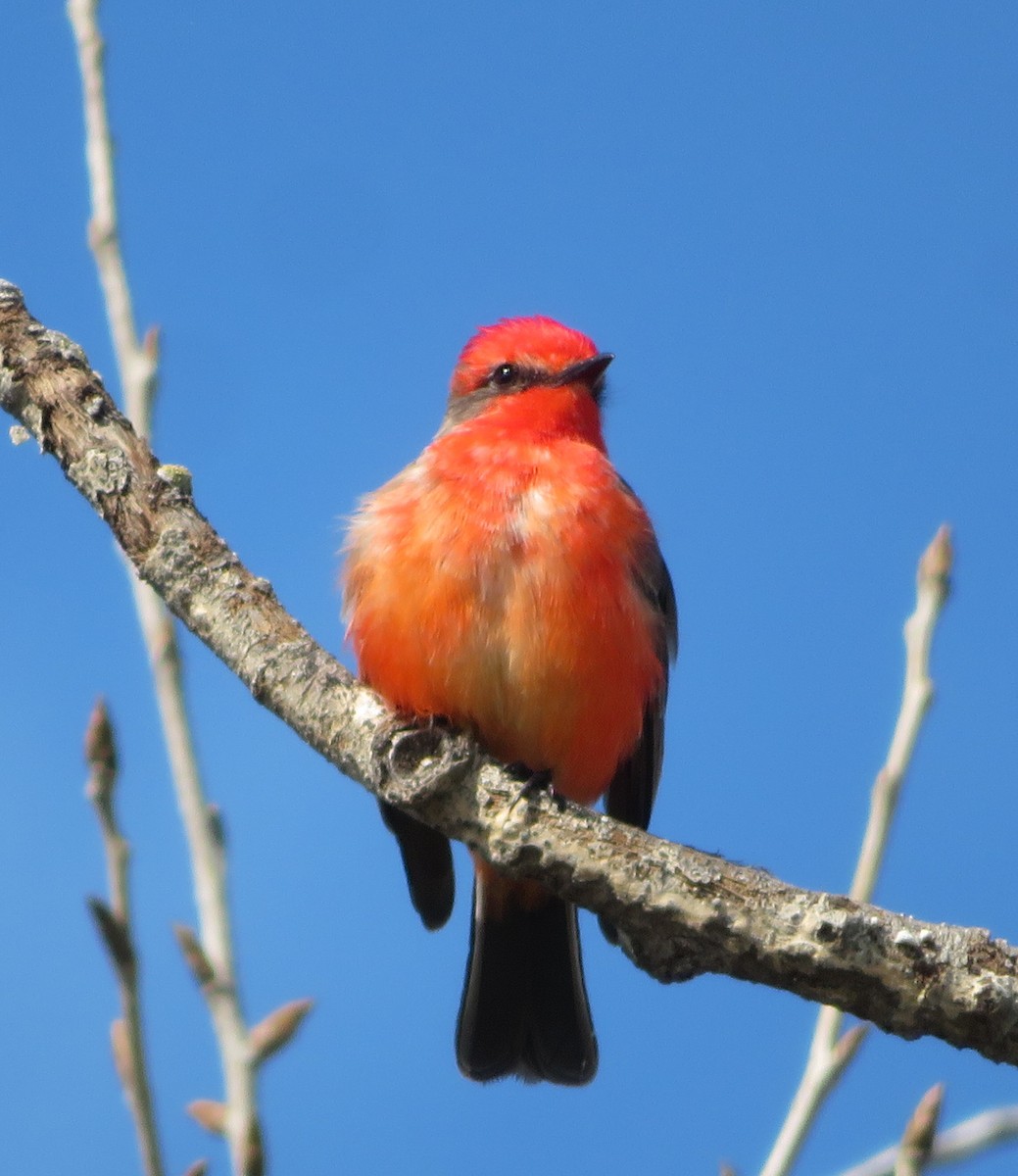 Vermilion Flycatcher - ML620719758