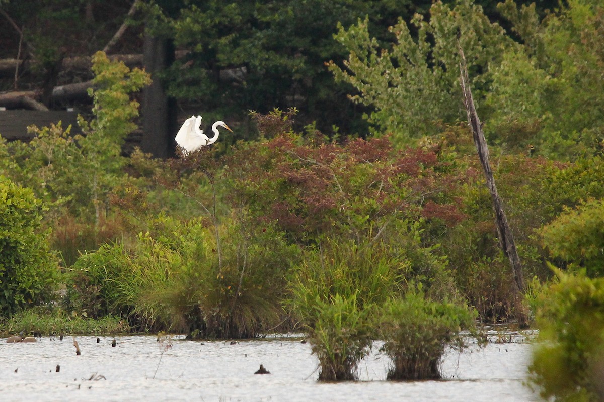 Great Egret - ML620719760