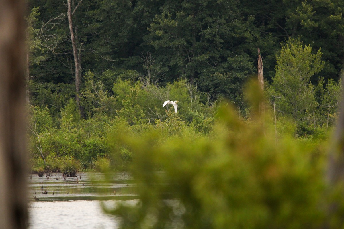 Great Egret - ML620719761