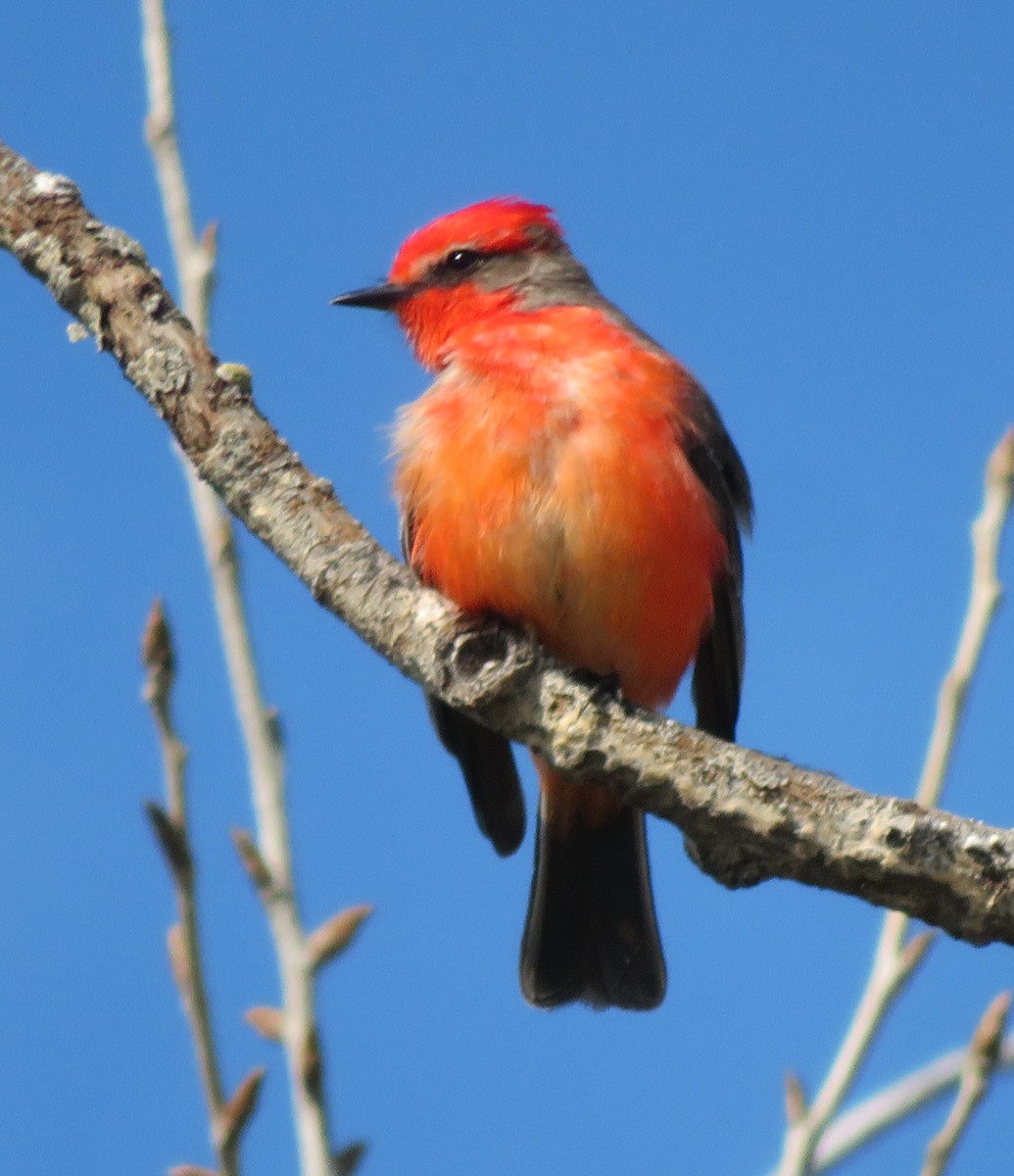 Vermilion Flycatcher - ML620719762