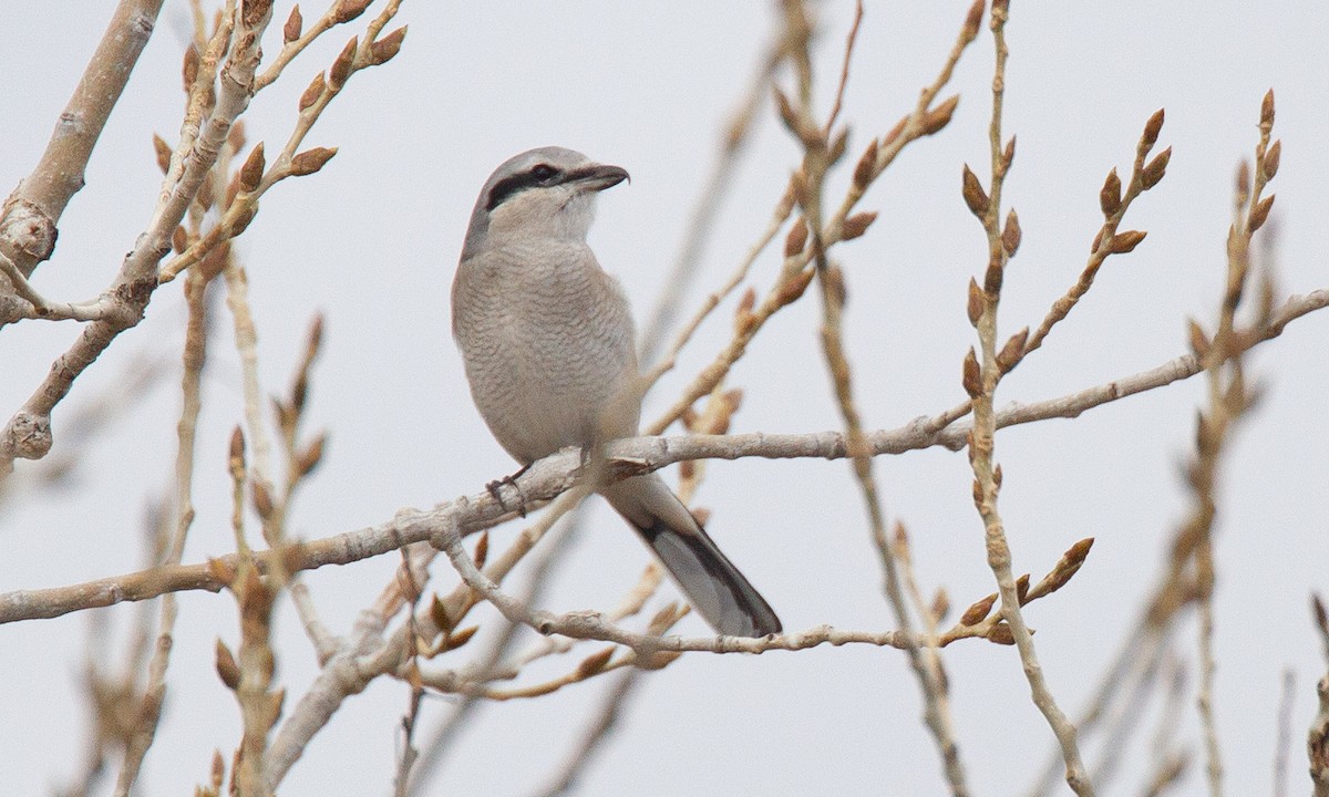 Northern Shrike - Chris Wood