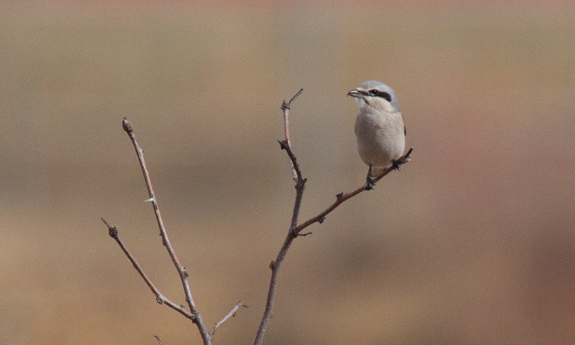 Northern Shrike - ML620719766