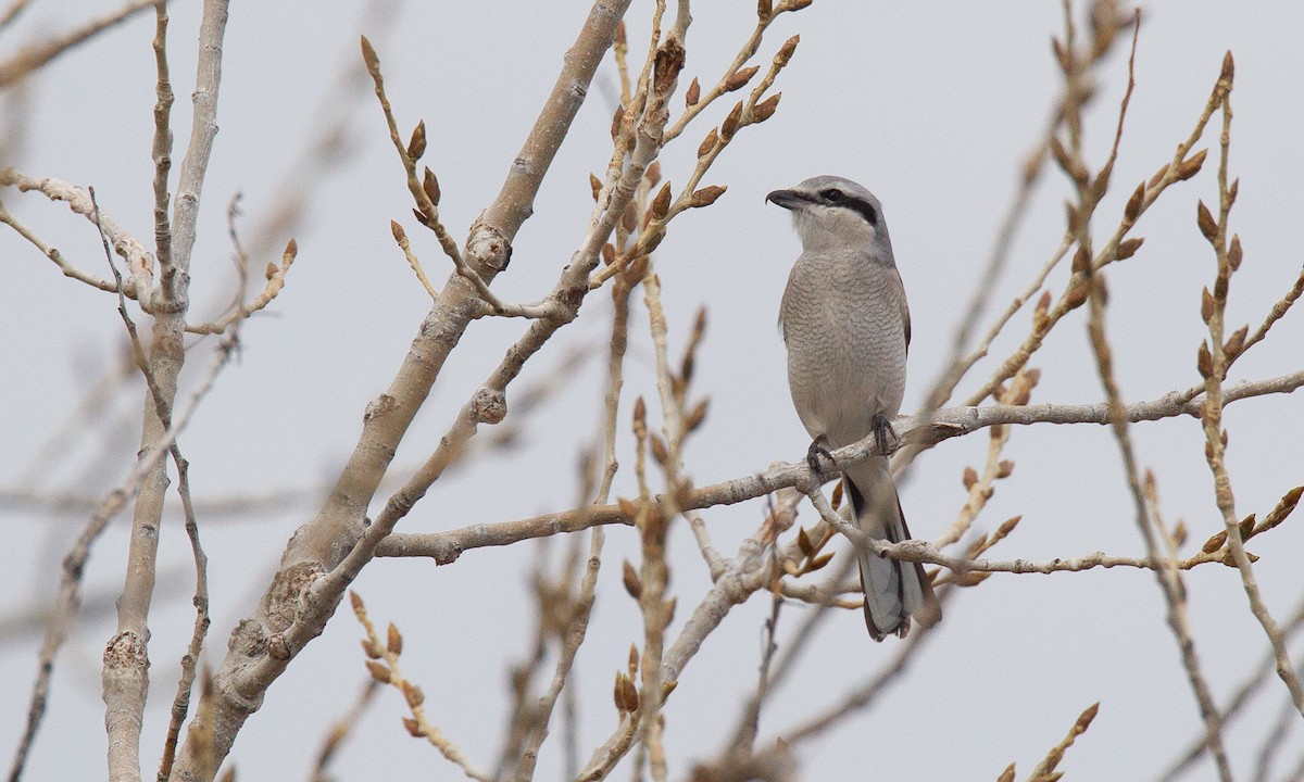 Northern Shrike - ML620719767