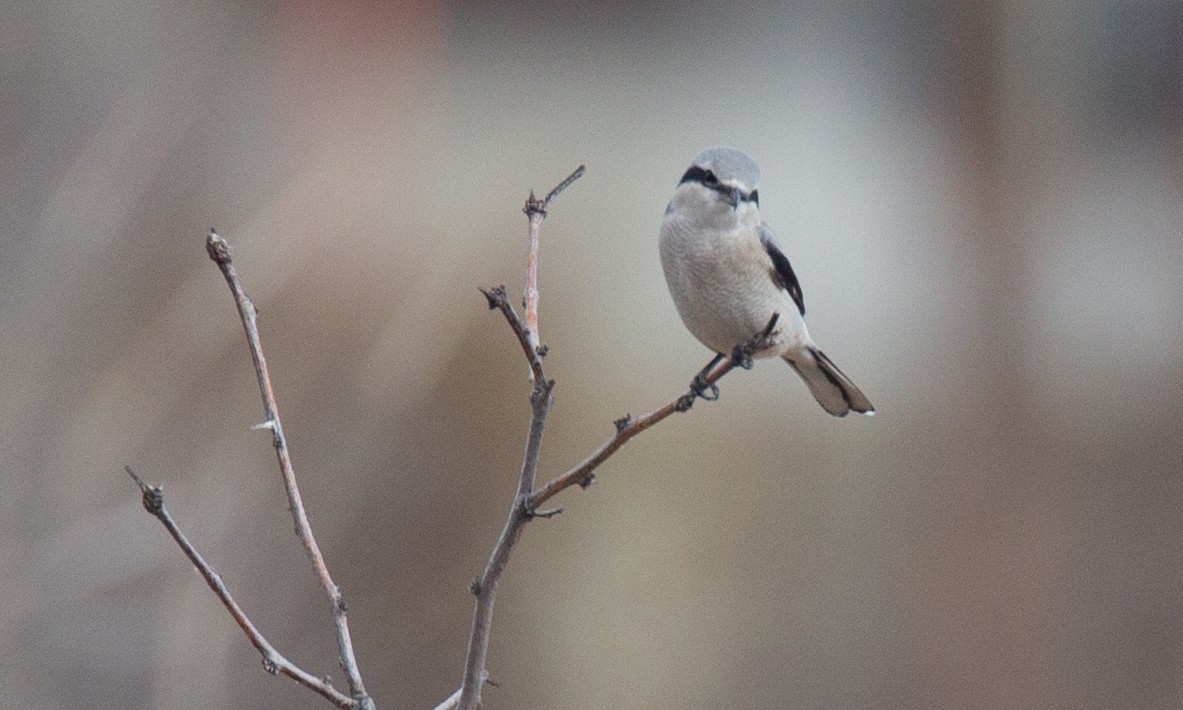 Northern Shrike - ML620719768