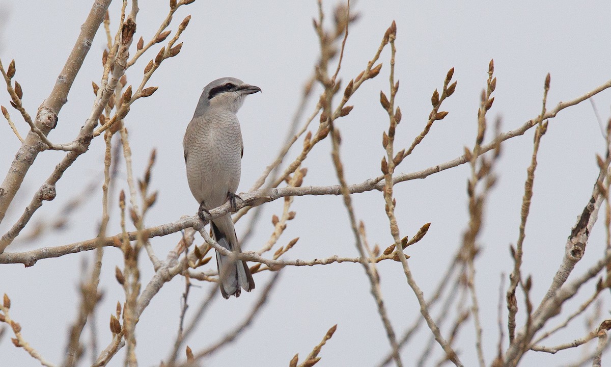 Northern Shrike - ML620719769