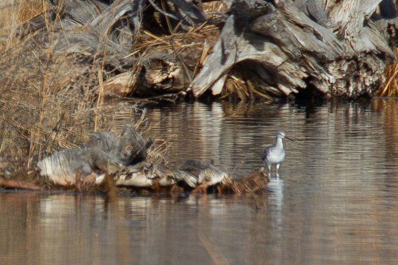 Greater Yellowlegs - ML620719771