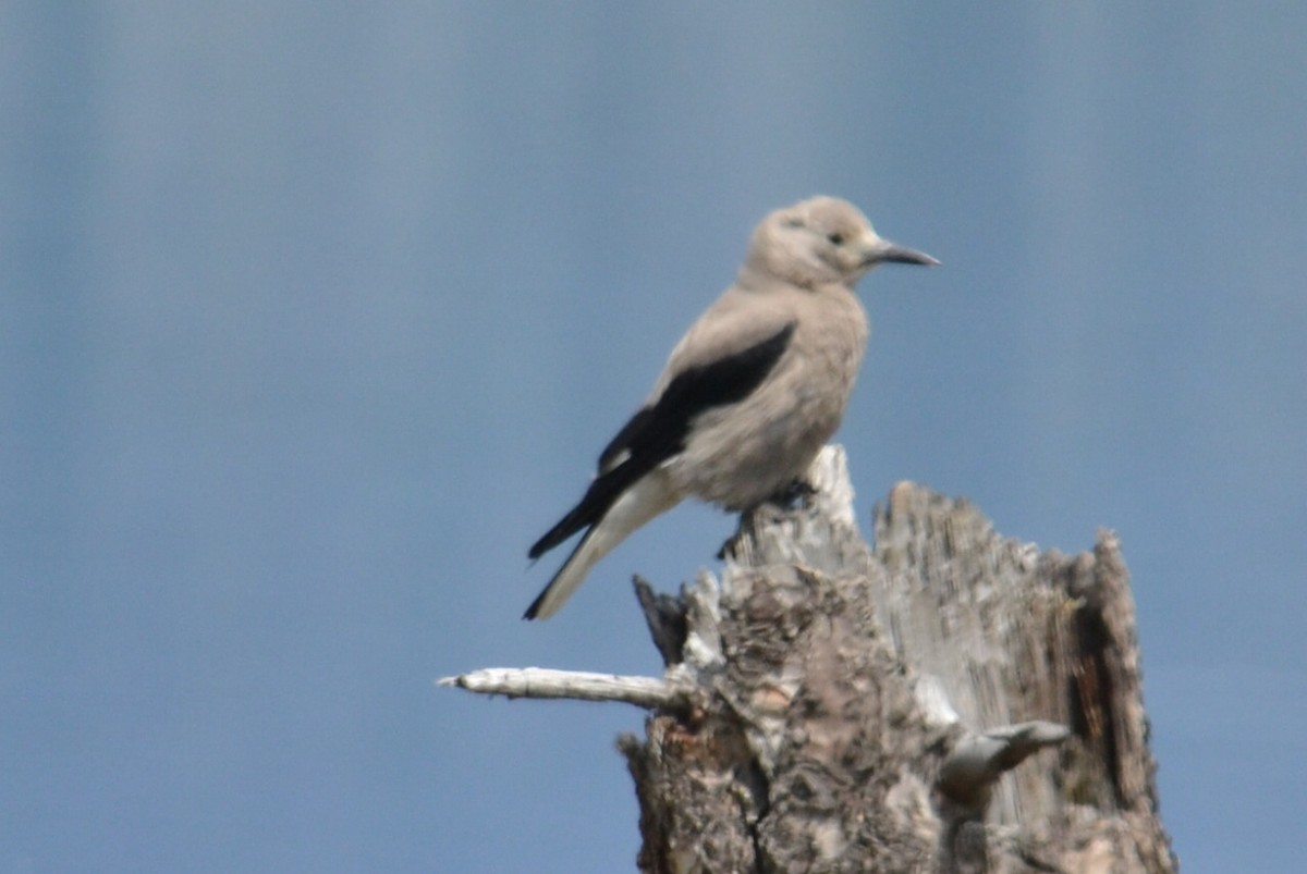 Clark's Nutcracker - ML620719772