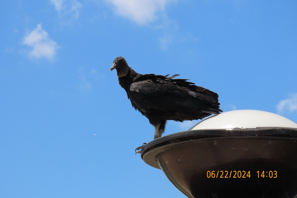 Black Vulture - ML620719773