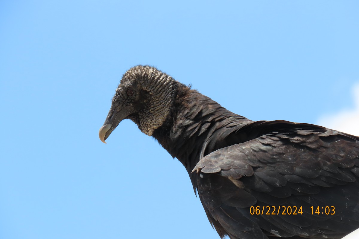 Black Vulture - ML620719774