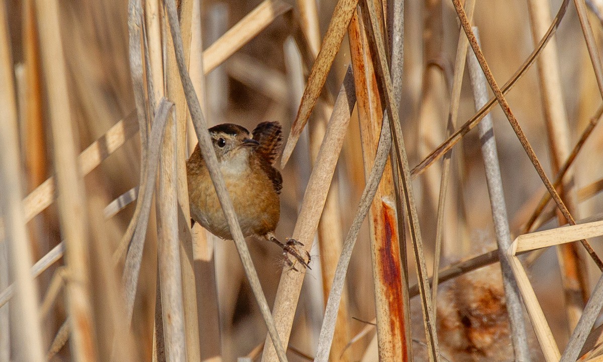 Marsh Wren - ML620719776