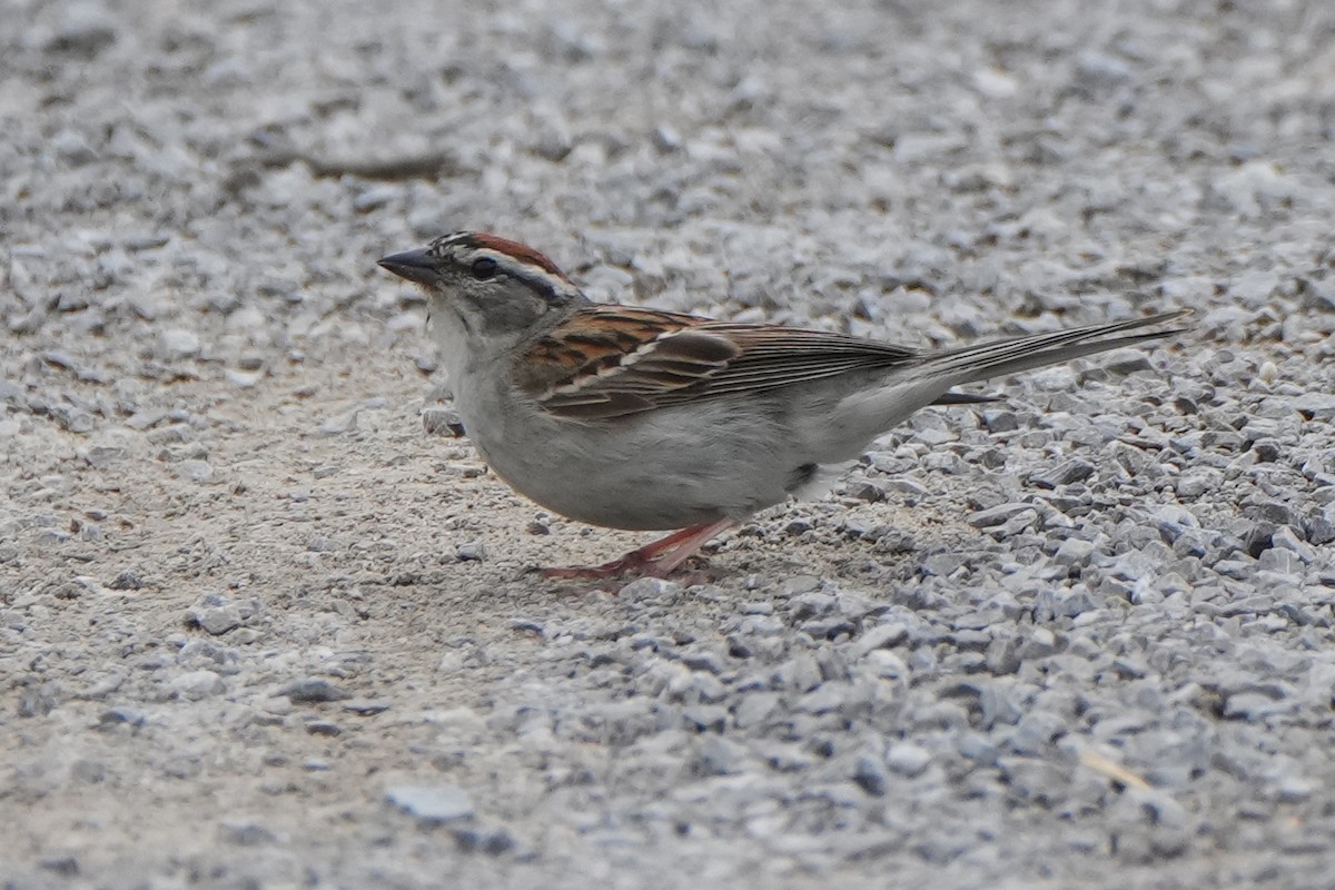 Chipping Sparrow - ML620719777