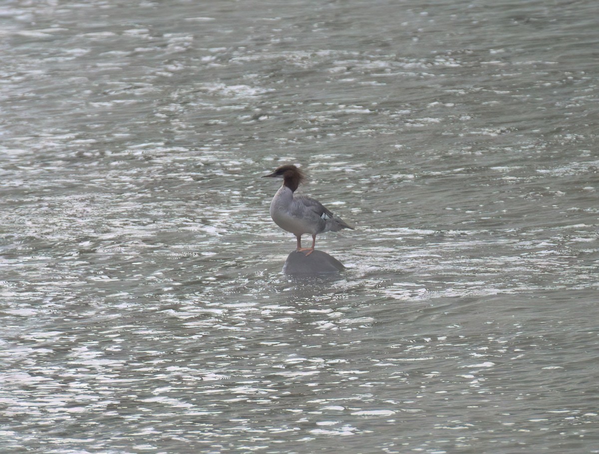 Common Merganser - ML620719778