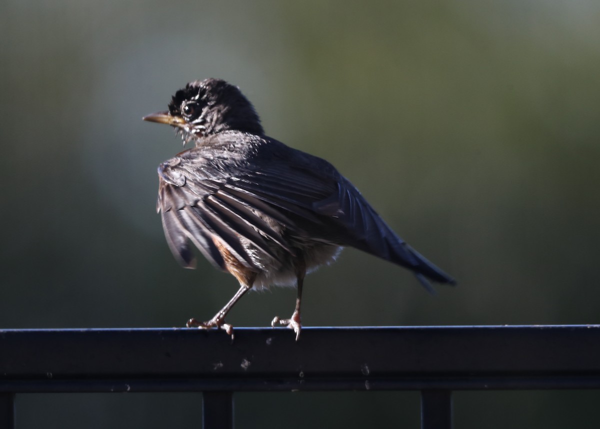 American Robin - ML620719780