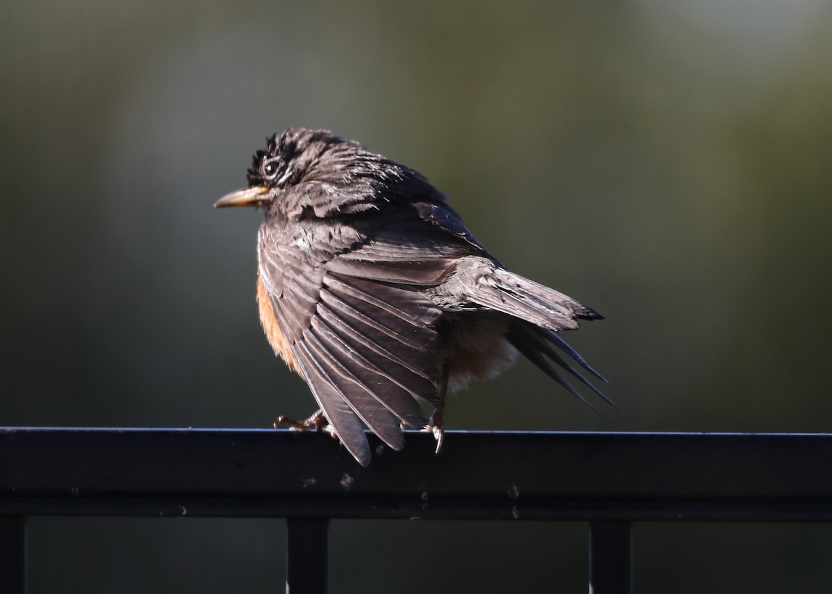 American Robin - ML620719781