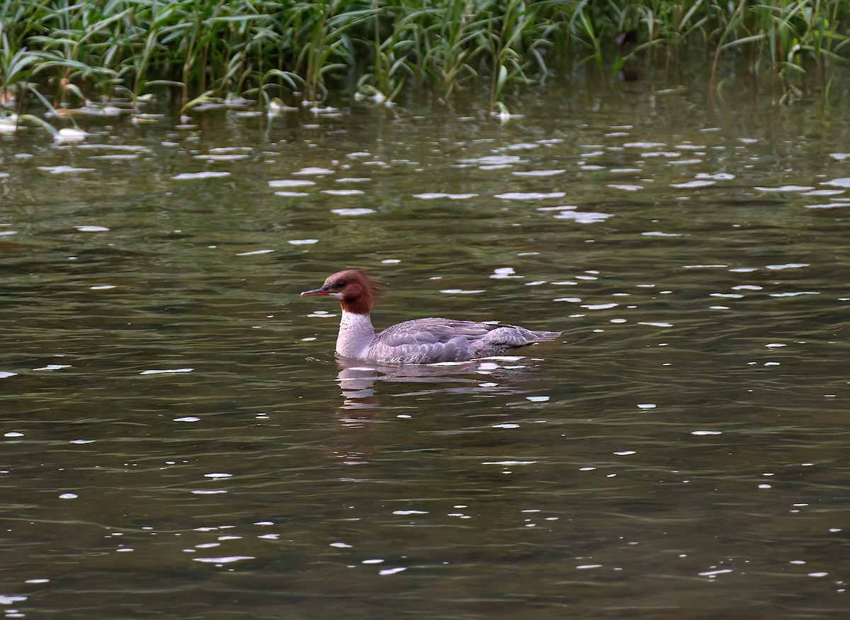 Common Merganser - ML620719782