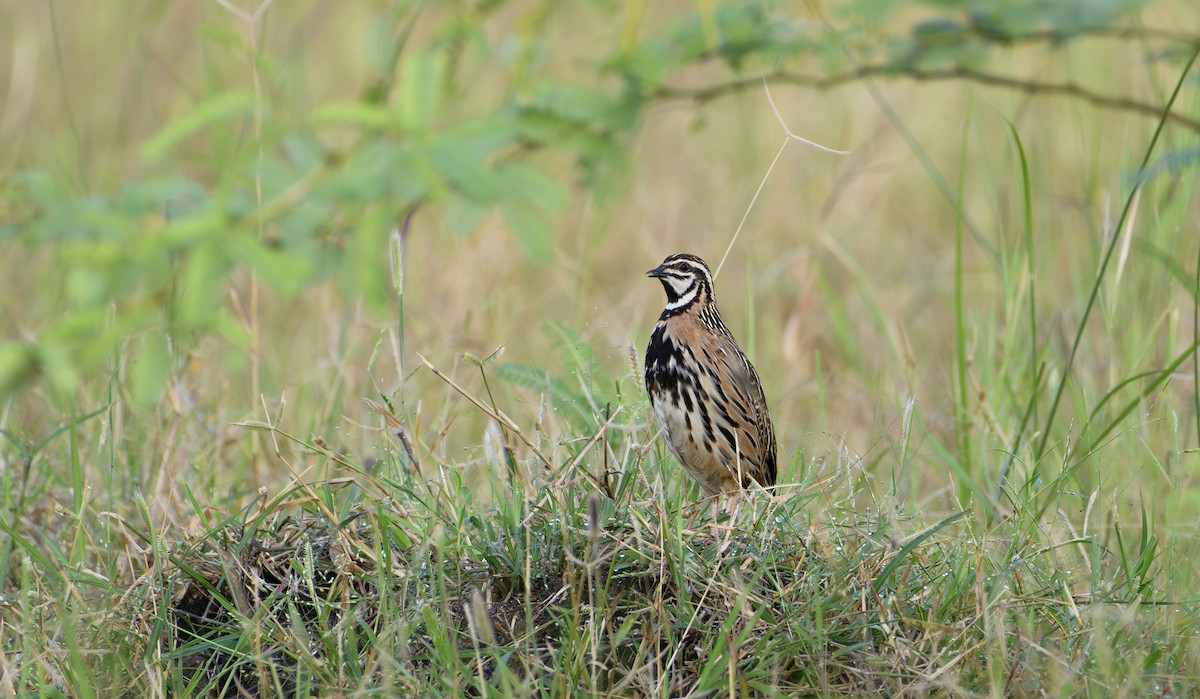 Rain Quail - ML620719788