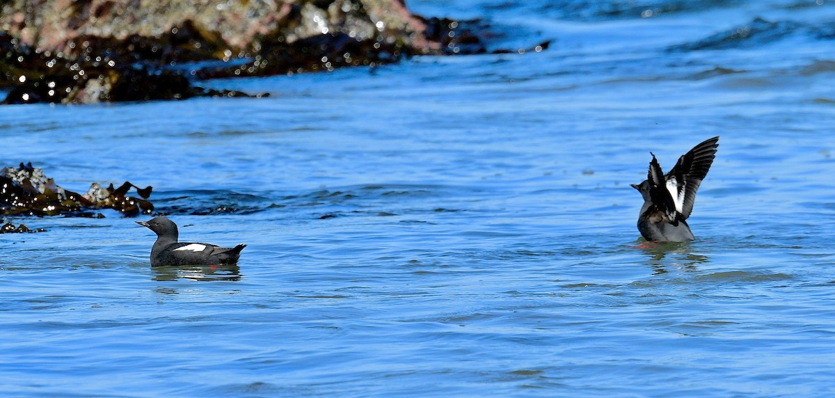 Pigeon Guillemot - ML620719797