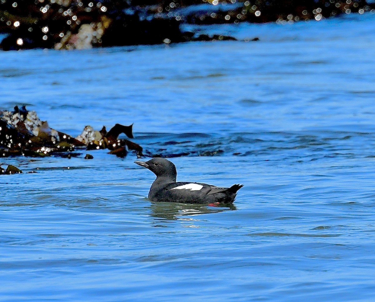 Pigeon Guillemot - ML620719799