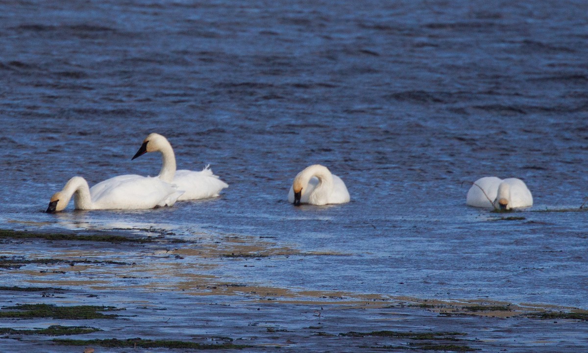 Trumpeter Swan - ML620719810