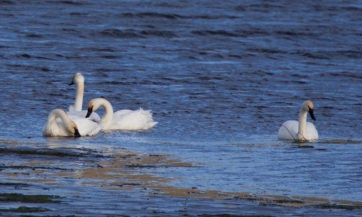 Trumpeter Swan - ML620719811