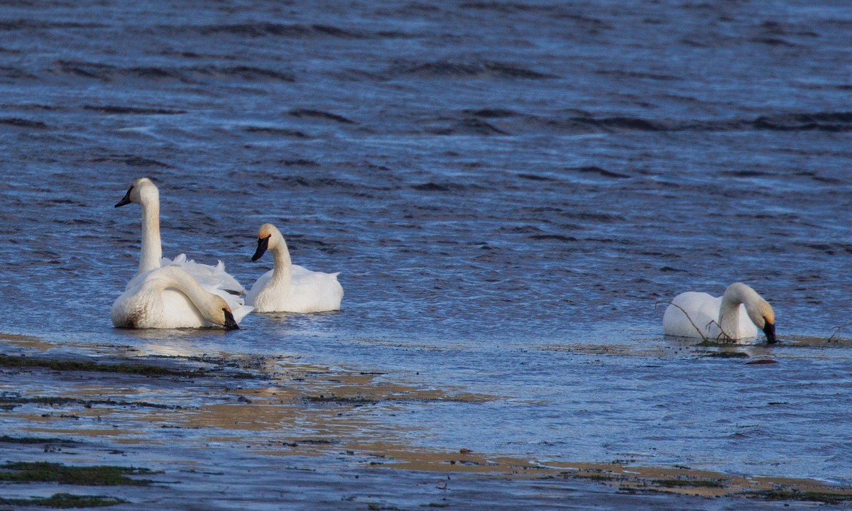 Trumpeter Swan - ML620719814