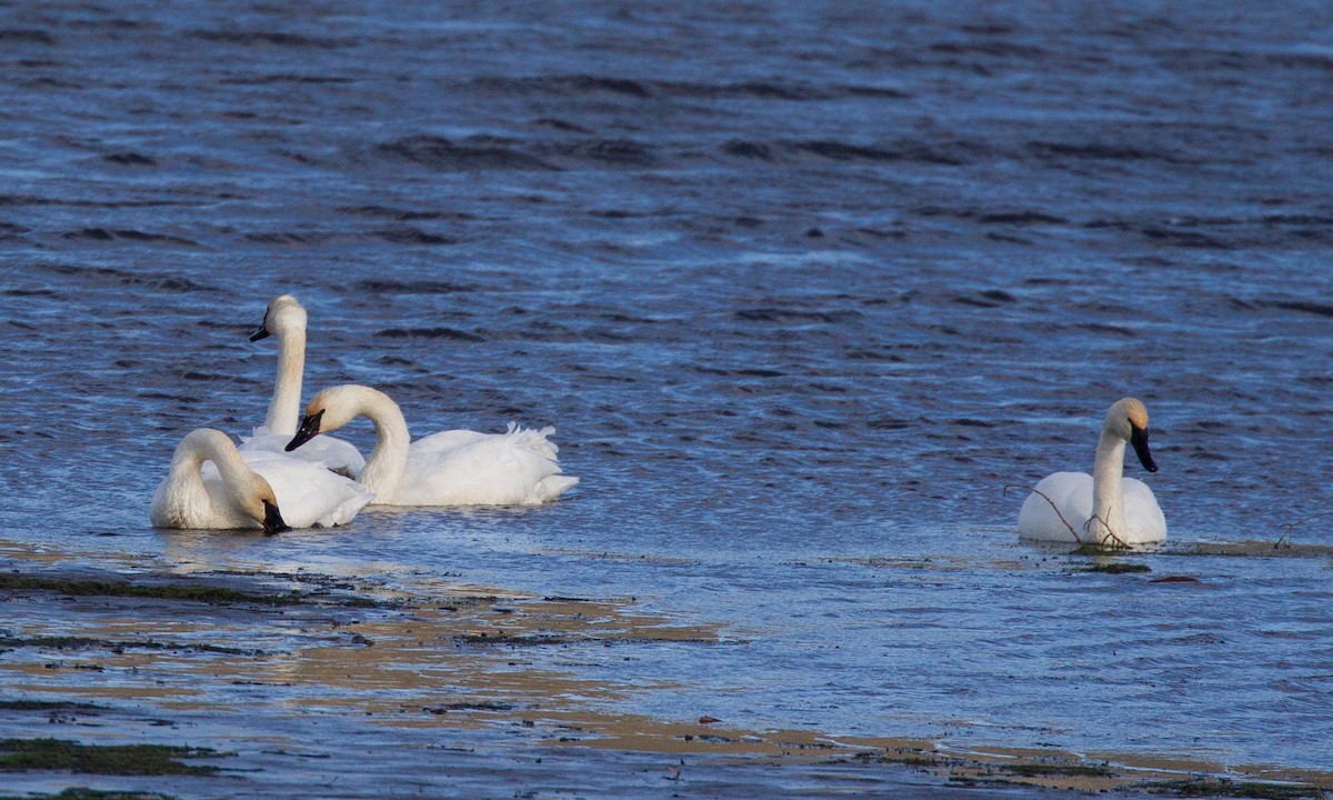 Trumpeter Swan - ML620719815