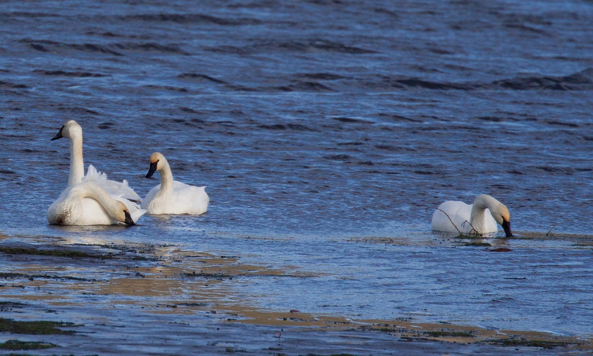 Trumpeter Swan - ML620719816