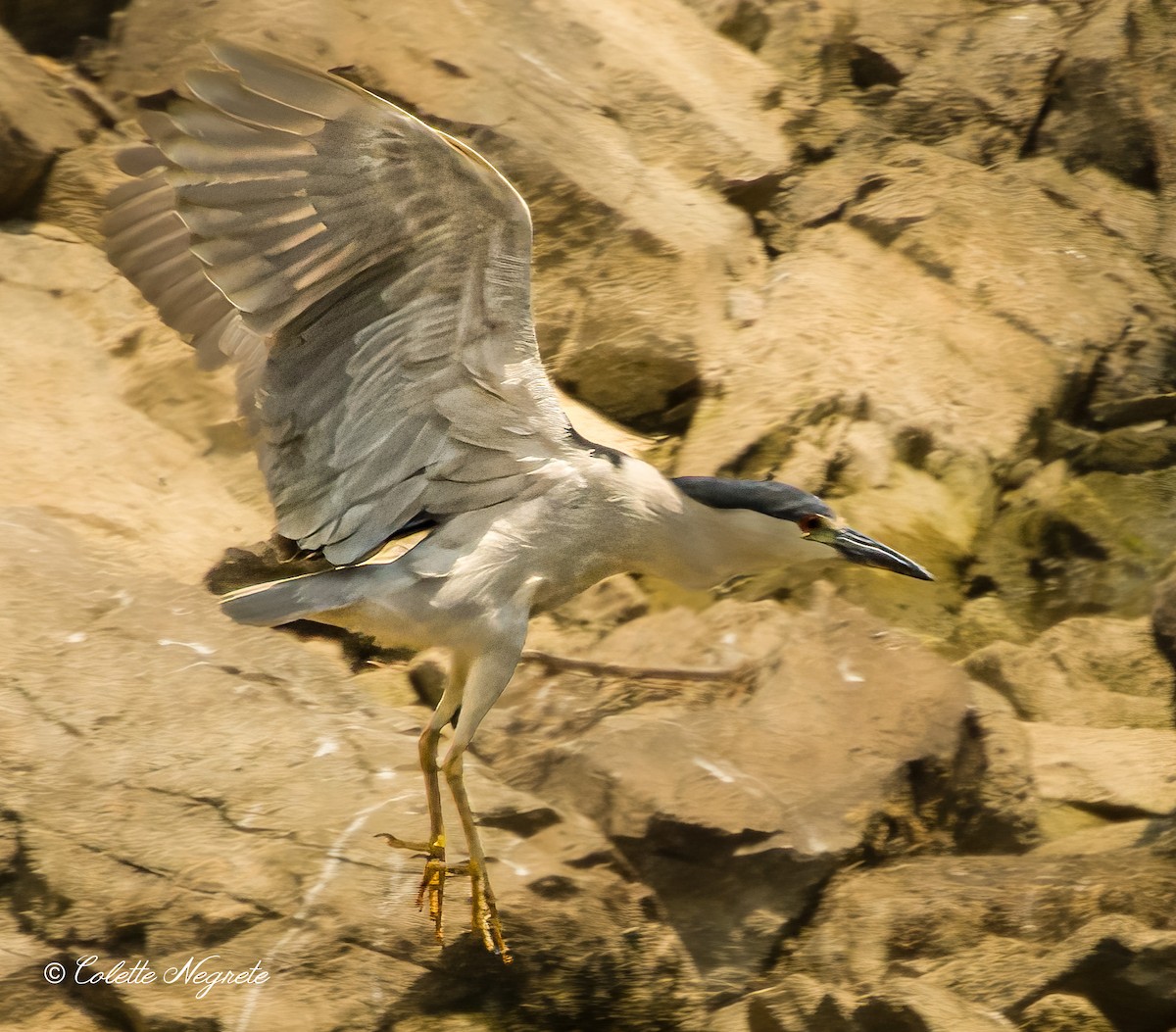 Black-crowned Night Heron - ML620719822