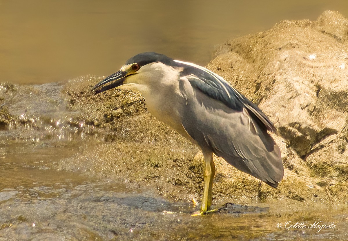 Black-crowned Night Heron - ML620719824