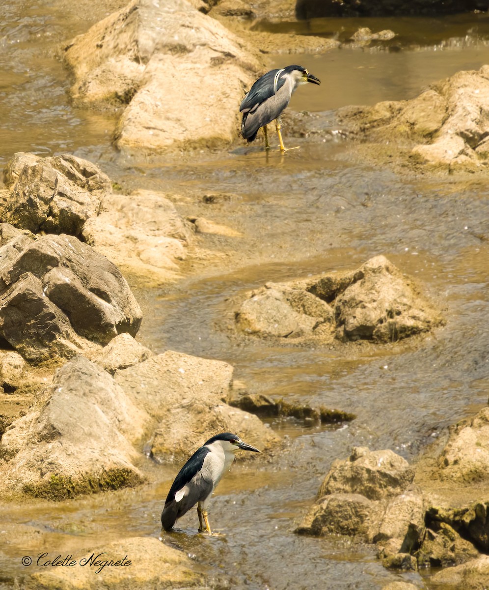 Black-crowned Night Heron - ML620719825