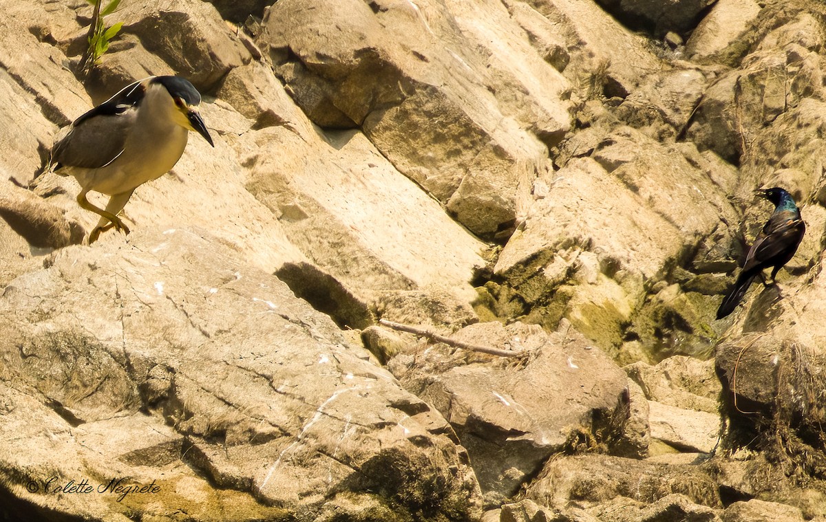 Black-crowned Night Heron - ML620719826