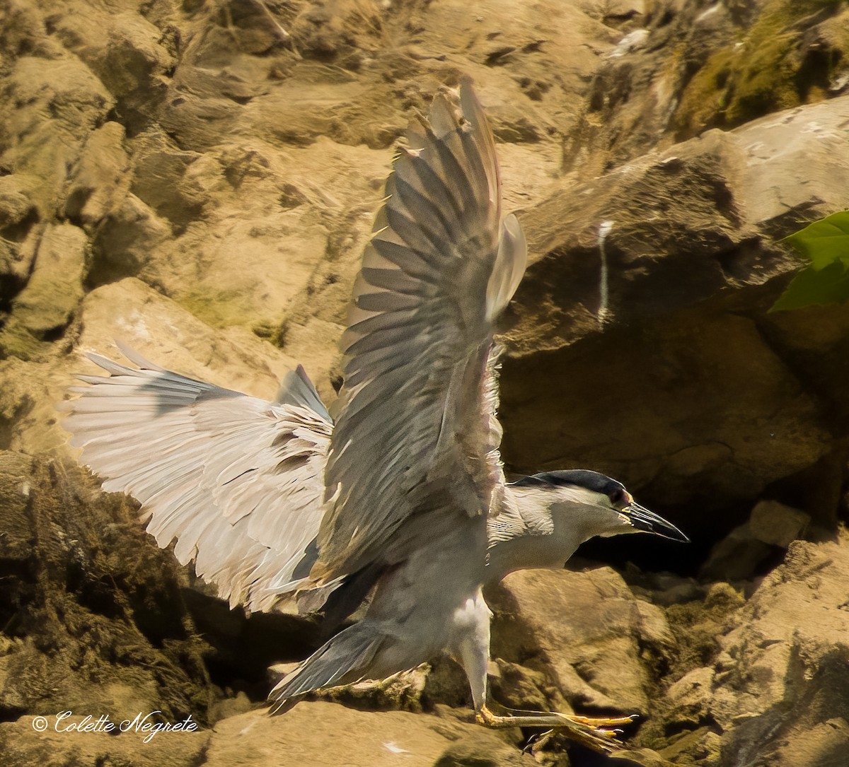 Black-crowned Night Heron - ML620719827