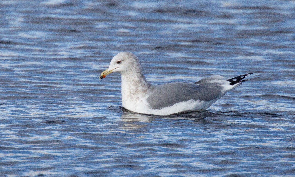 California Gull - ML620719828