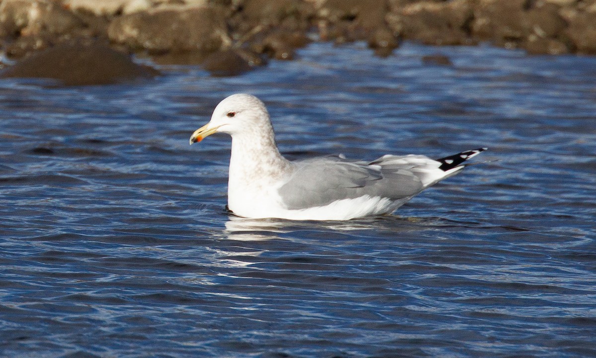 California Gull - ML620719829