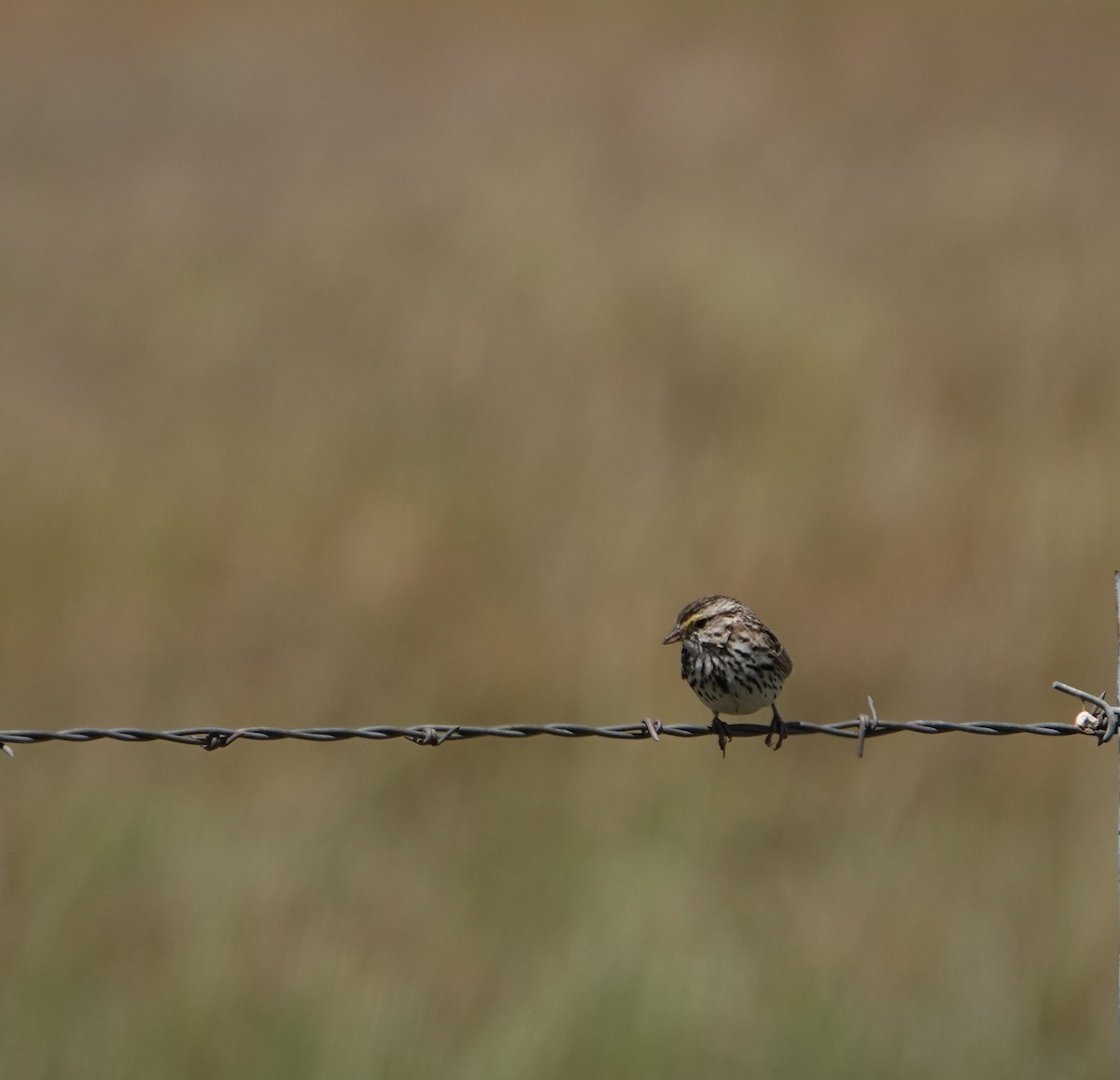 Savannah Sparrow - ML620719831