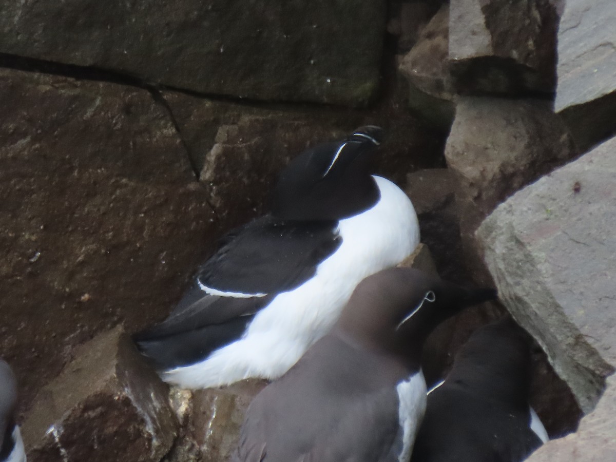 Razorbill - Donna Bray