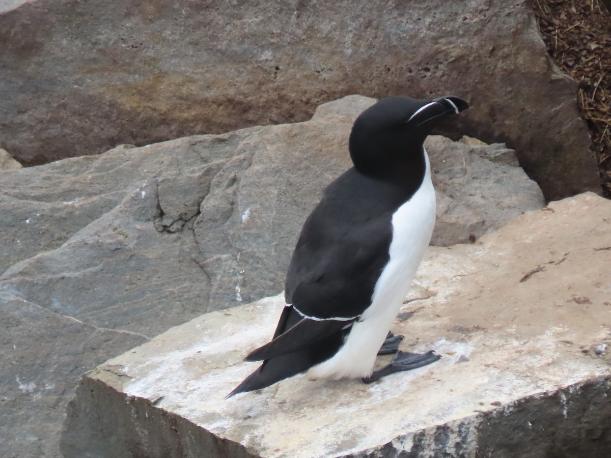 Razorbill - ML620719833