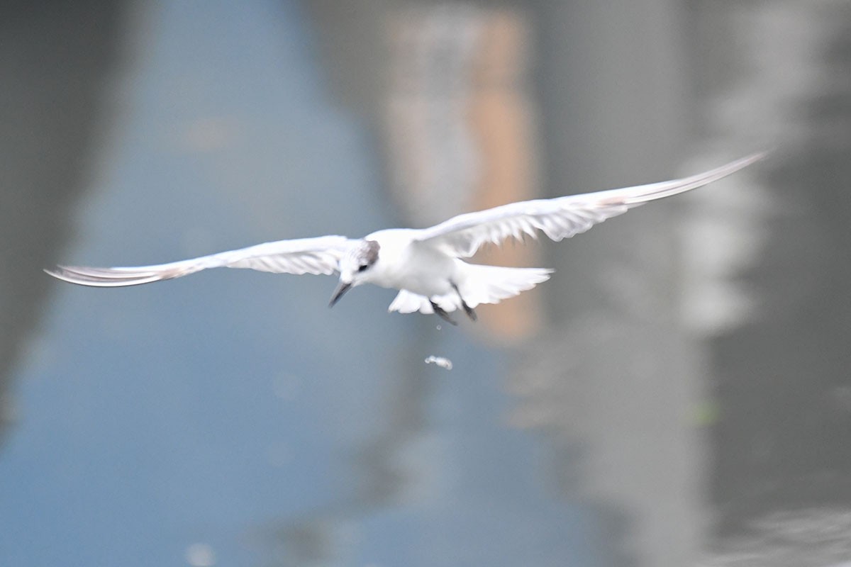 Whiskered Tern - ML620719836