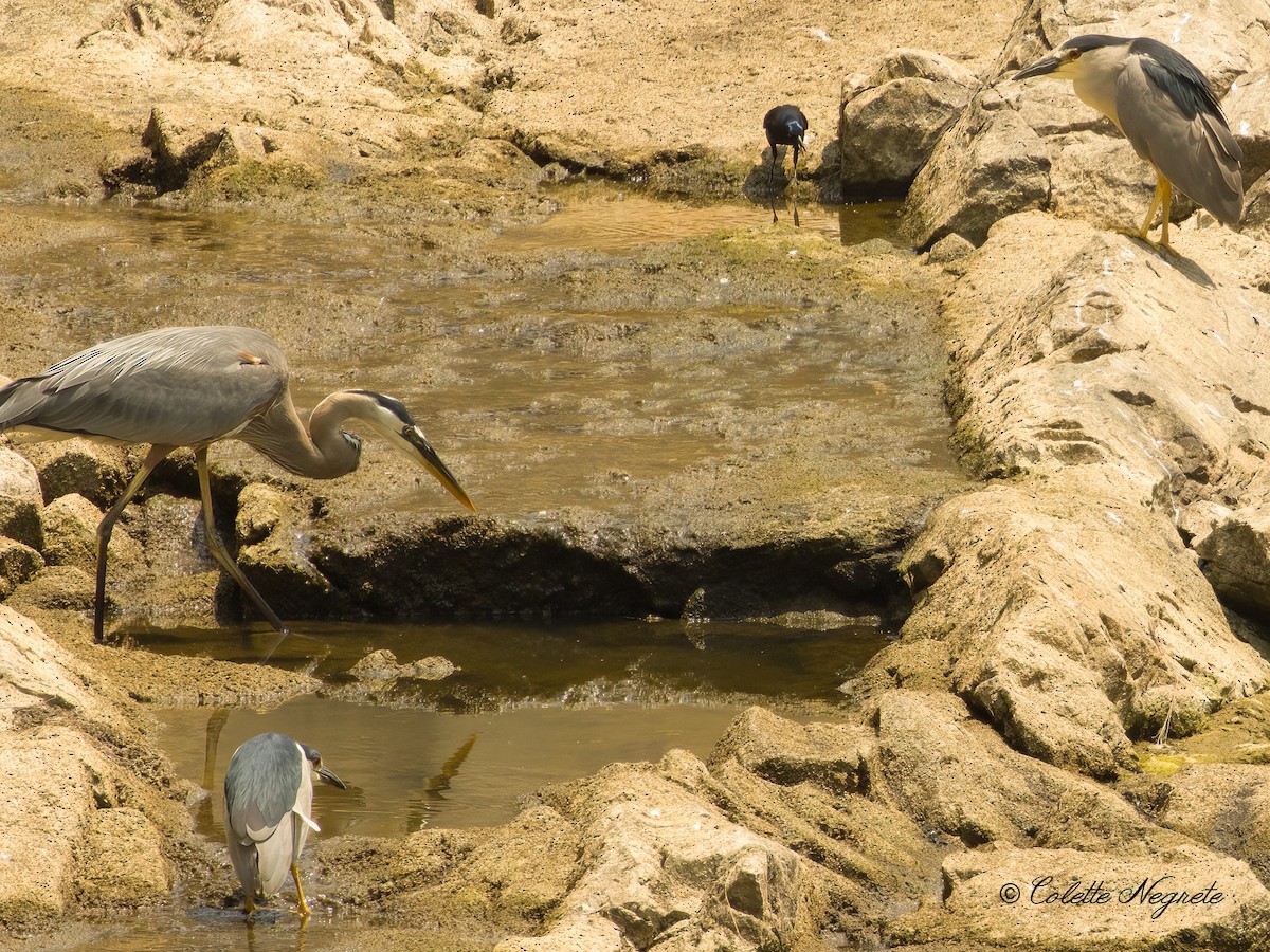 Great Blue Heron - ML620719838