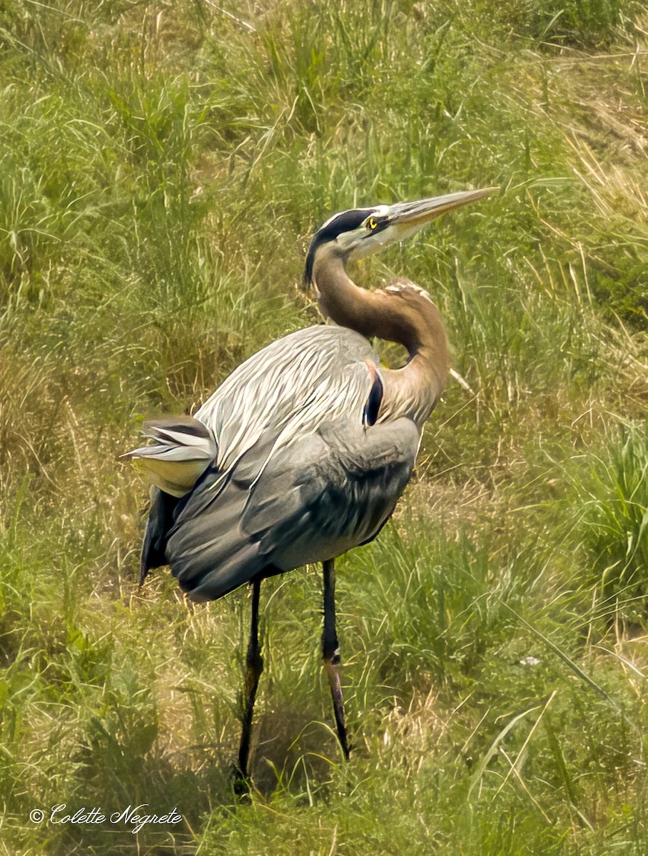 Great Blue Heron - ML620719839