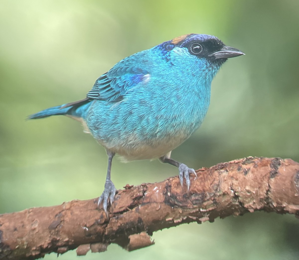 Golden-naped Tanager - ML620719842