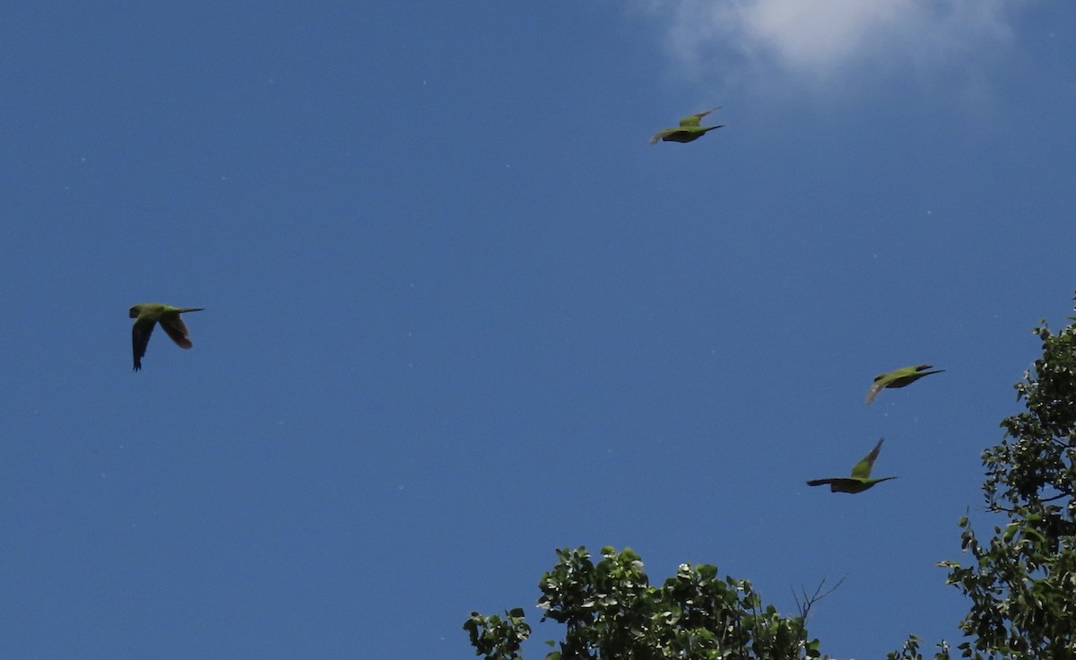 Monk Parakeet - ML620719843