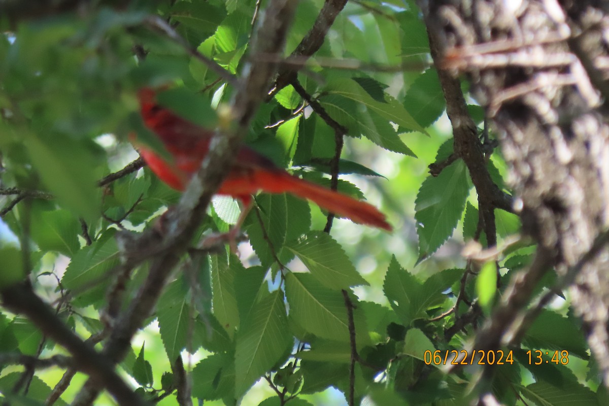 Northern Cardinal - ML620719844