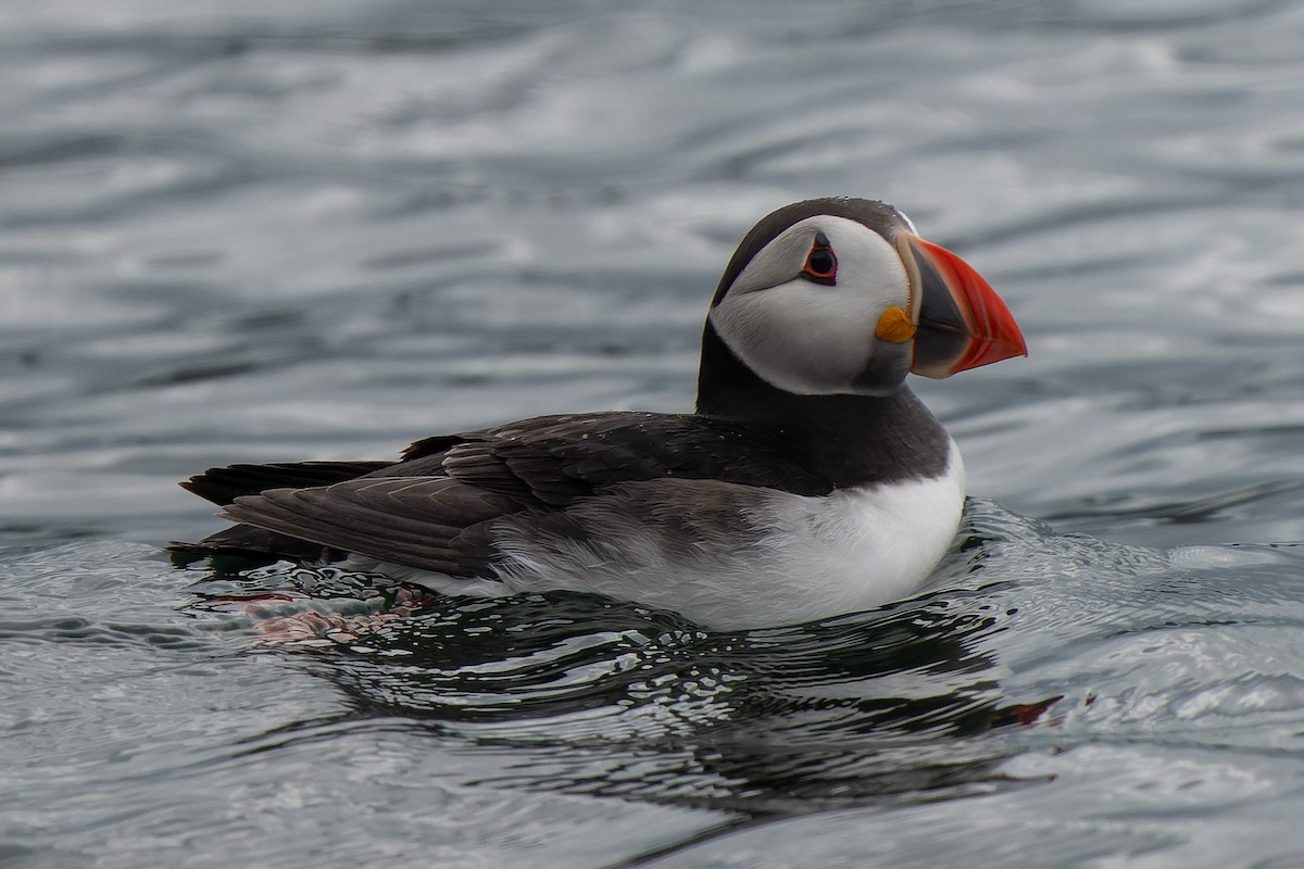 Atlantic Puffin - ML620719847