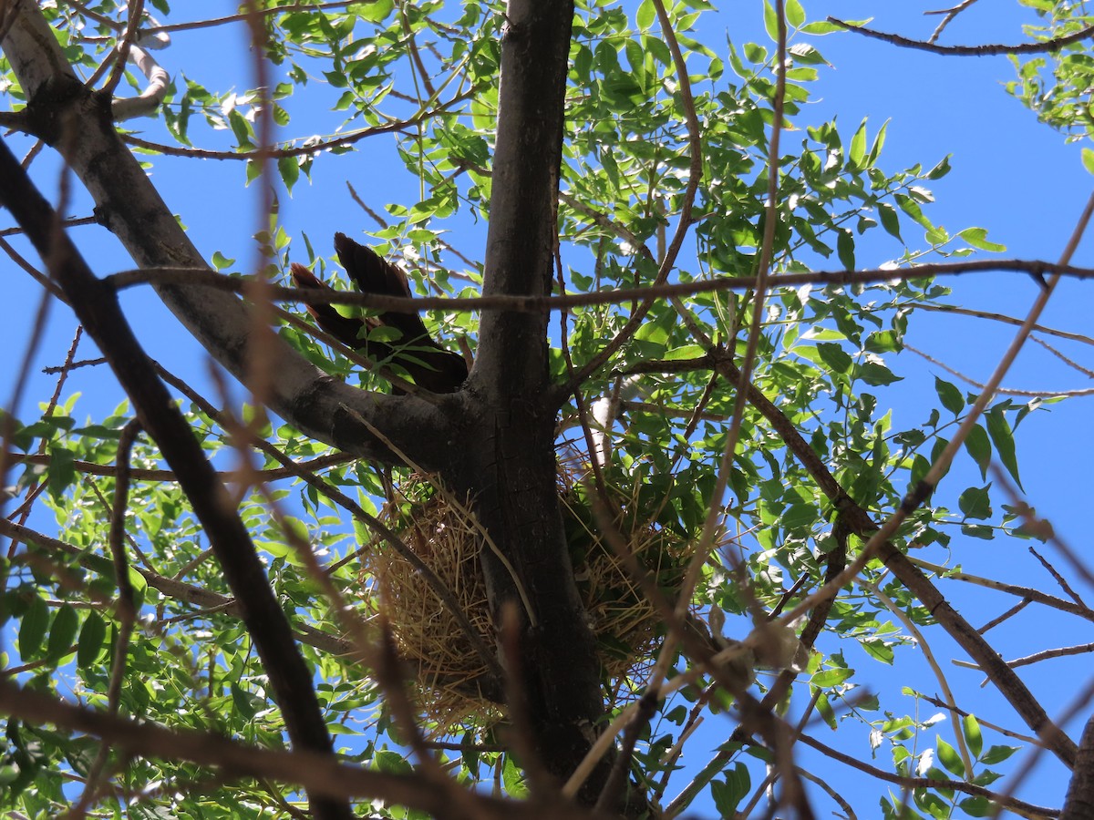 Great-tailed Grackle - ML620719848