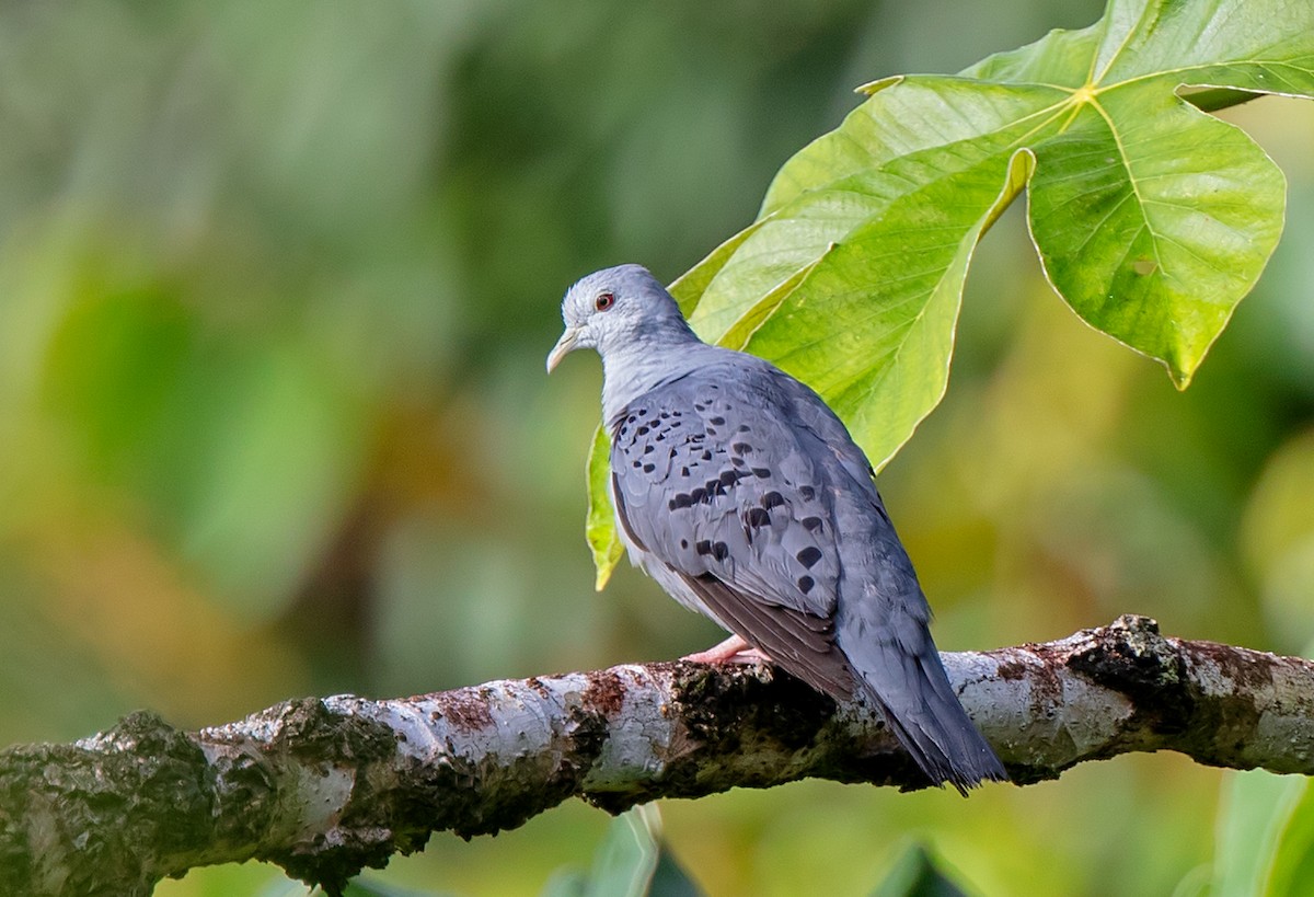 Blue Ground Dove - ML620719849